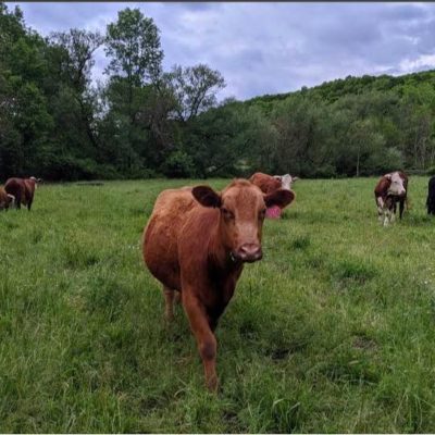 High Bridge Farm