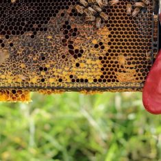 Right From The Hive at Mamakating Farmers Market