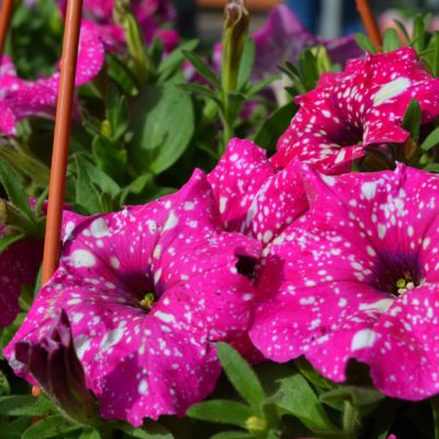 royal acres hanging basket royal acres