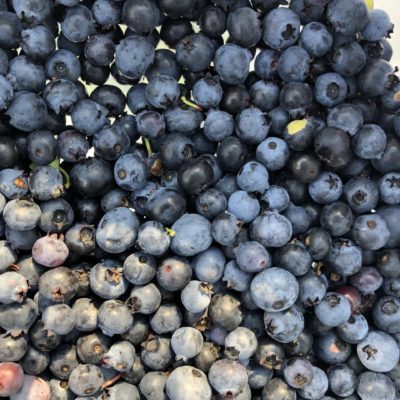 fresh blueberries